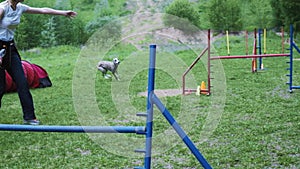 Pet racing in competition, animal agility race with dog running and doing slalom. Sequence with slow motion