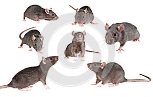 Pet rat collection img