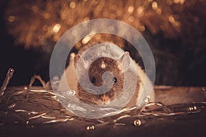 Pet rat sitting near christmas lights in winter