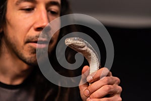Pet rat snake handled during studio shoot