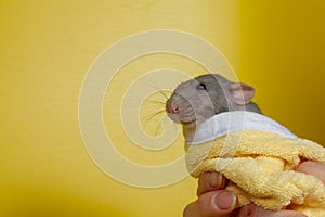 Pet rat after washing in the bathroom in a yellow towel