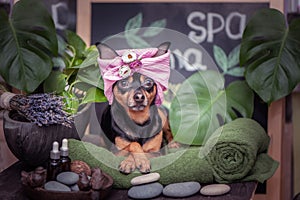 pet relaxing in spa wellness . Dog in a turban of a towel among the spa care items and plants. Funny concept grooming,