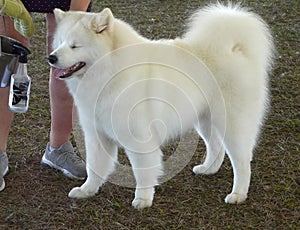 Pet Samoyed Dog at Competition Show