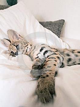 A pet serval cat lies on the sofa and looks into the camera