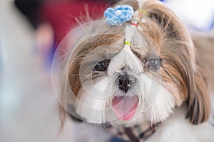 Pet `Shih-tzu` dog species puppy