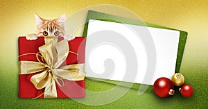 Pet shop merry christmas gift card with ginger cat, box package and white ticket on green glittering background, copy space layout