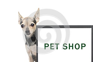 pet shop online mockup, dog with laptop with space for text, grooming and services for dogs and cats, animal feed, isolated on