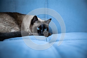 A pet Siamese cat with blue eyes lies on a blue soft sofa and watches what is happening.