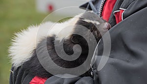 Pet skunk