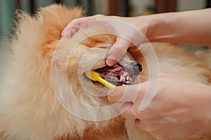 pet, small dog breed for pomeranian, it lying down on the granite floor and owner brush pet teeth