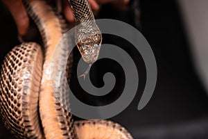 Pet Snake held in indoor studio black backdrop