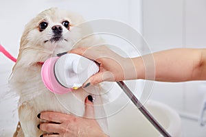 pet spitz in bath before grooming, procedure of hair cutting by professional grooming master