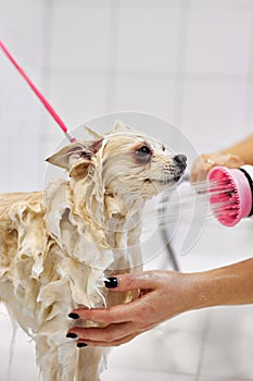 pet spitz in bath before grooming, procedure of hair cutting by professional grooming master