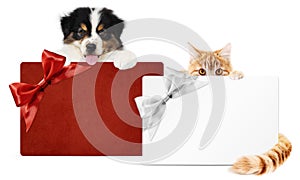Pet store gift card, puppy dog and kitten cat together isolated on white background, for promotional discounts and wishes a Merry