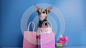 pet store, happy dog with a shopping cart with pet goods, pet accessories