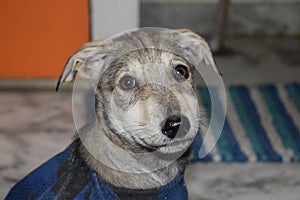Pet stray dog puppy wearing in blue checked T-shirt laying on floor, white floor background, sad dog with clothes