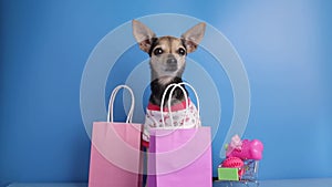 pet supermarket, dog accessories, happy dog with a shopping cart with pet goods