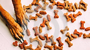 Pet supplies canine food snacks dog paws treats