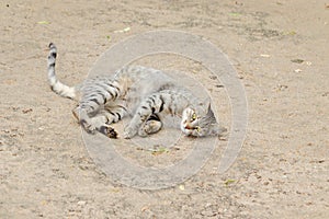 A pet tabby gray cat lying on the ground funny