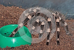 A pet tarantula