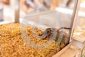 Pet tarantula inside a glass tank at an exotic pet store