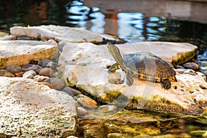 Pet terrapin turtle in a pond