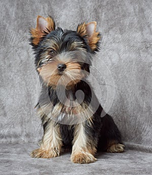 Pet on textile backdrop