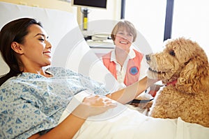 Pet Therapy Dog Visiting Female Patient In Hospital