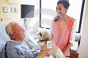 Pet Therapy Dog Visiting Senior Male Patient In Hospital