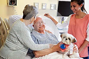 Pet Therapy Dog Visiting Senior Male Patient In Hospital