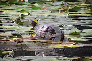 Pet thrown by the owner into the river. Red-eared turtle in the lake on a log. Trachemys scripta bask in the spring sun