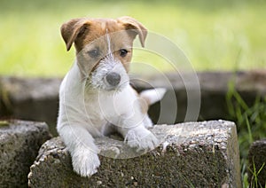 Pet training concept - puppy dog looking to his owner