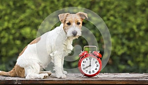 Pet training - cute happy puppy sitting near an alarm clock