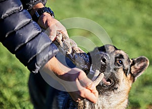 Pet, training and dog with person in park for exercise, playing and adventure outdoors. Owner, happy and man with German