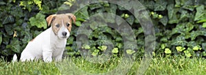 Pet training, obedience concept - jack russell dog puppy sitting