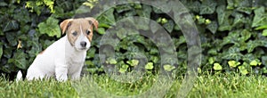 Pet training, obedience concept - jack russell dog puppy sitting photo