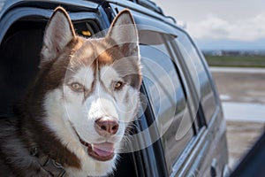 Pet travel by car. Husky dog enjoying the ride looks out of an open car window