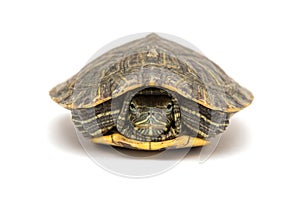 Pet turtle red-eared slider or Trachemys scripta elegans hides its head