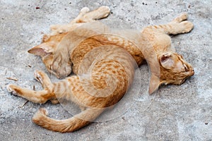 The Pet, Two young orange cat sleeping