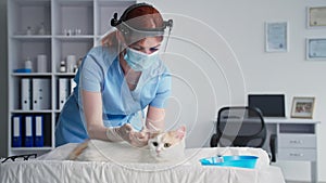 pet vaccination, female veterinarian wearing medical mask and protective helmet on her face is giving syringe injection