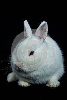 Pet vienna white rabbit with albinism