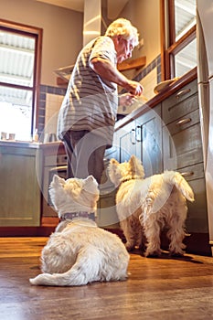 Pet westie dogs hoping retired caucasian owner will drop food co photo