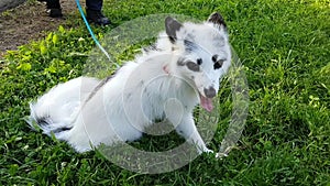 The pet white fox sits on the grass and looks around in fright.