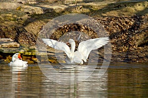 Pet a white goose on a pond spread its wings