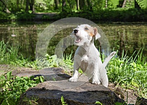 Pet , white Jack Russell Terrier puppy in the Park,  pond