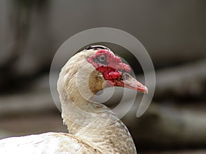 The pet of the wild Muscovy duck