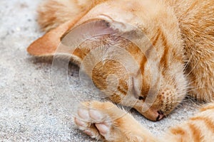 The Pet, Young orange cat sleeping