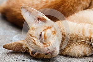 The Pet, Young orange cat sleeping