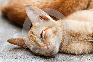 The Pet, Young orange cat sleeping