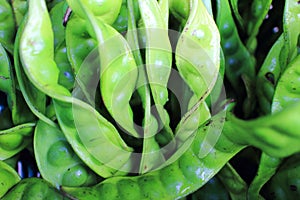 Petai, bitter bean, twisted cluster bean, stinker or stink bean